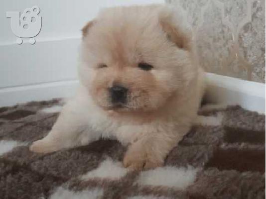 ΔΙΑΘΕΣΙΜΑ LOVELY CHOW CHOW PUPPY